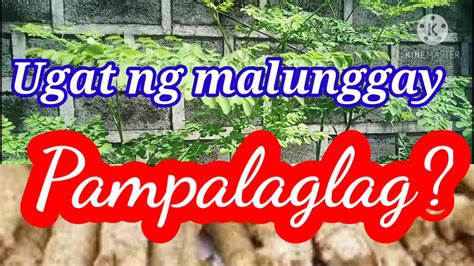Pampagalit ng Ugat Ang Hatid ng Bilat ni Lodi .